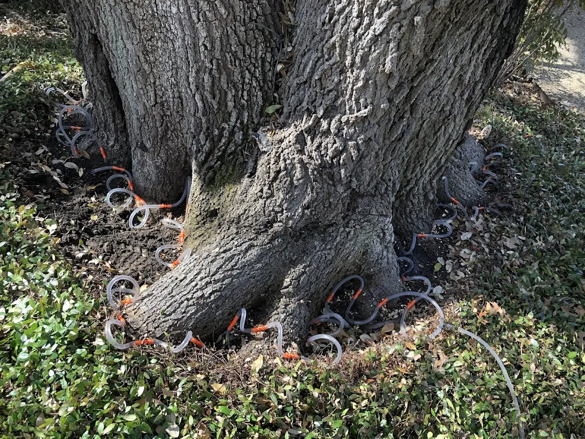 Detailed Tree Cabling and Bracing job site in Fort Deposit