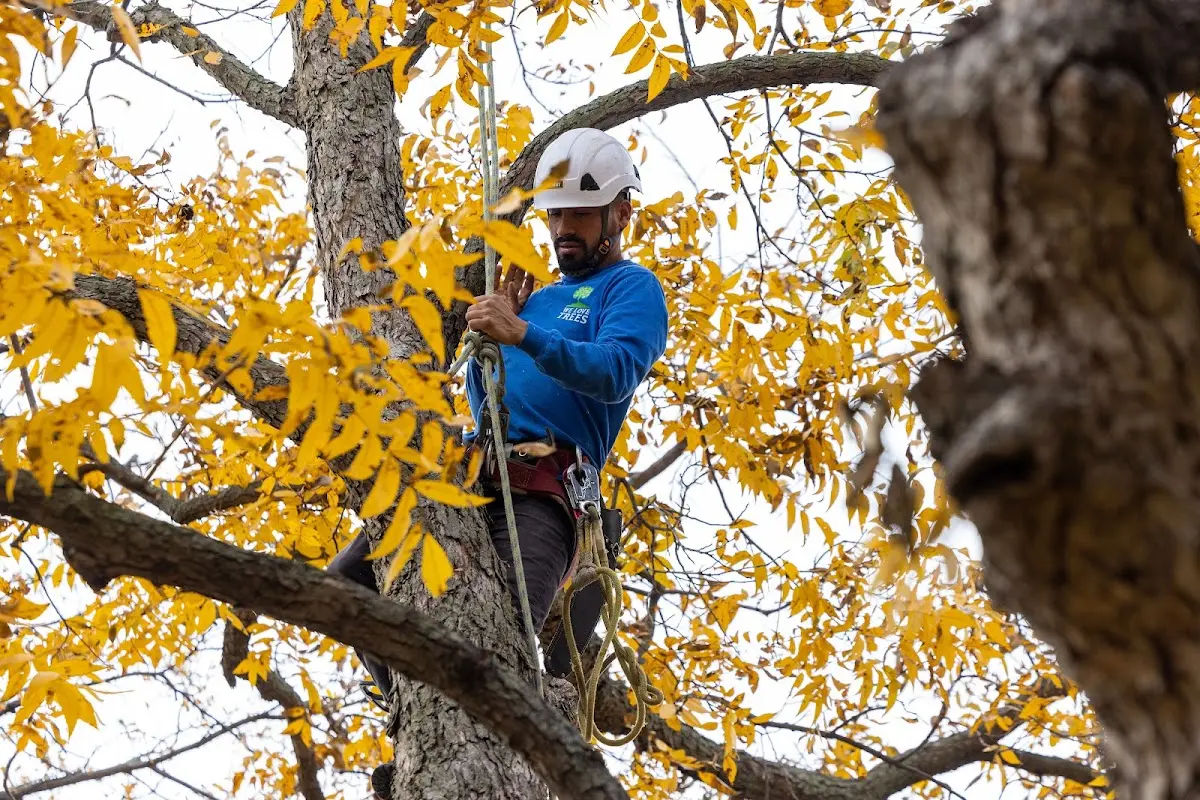 Skilled Tree Pruning crew working in Fort Deposit