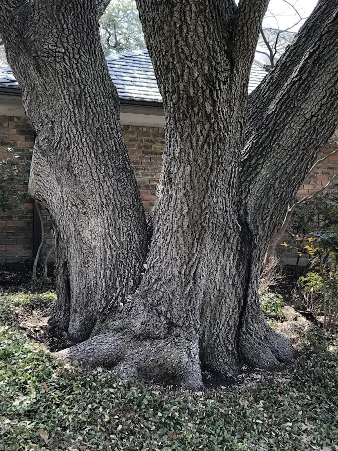 Mature heritage tree close to a Fort Deposit property cared for by certified arborists